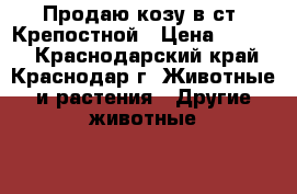 Продаю козу в ст. Крепостной › Цена ­ 4 500 - Краснодарский край, Краснодар г. Животные и растения » Другие животные   . Краснодарский край,Краснодар г.